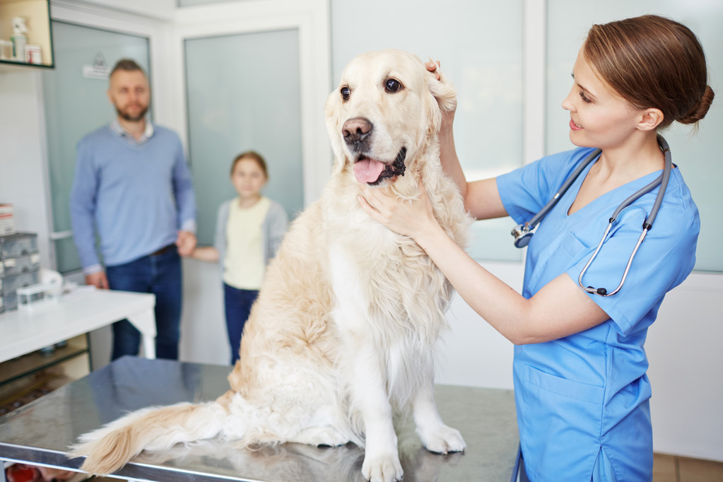 Emergency Vet In Bunbury: Which of the following emergencies always requires veterinary care?